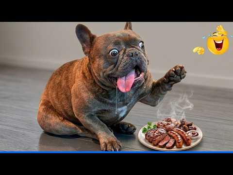 Super Funny Animal Video Clips 😹🐶 The Funniest Cat Dog Moments Compilation 🐾 background