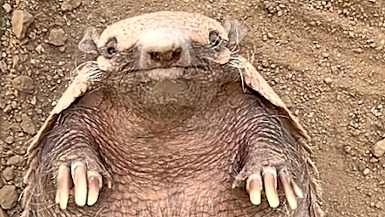 Meet Frank, hel'll change how you see armadillos backdrop