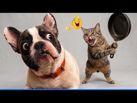 Best Of The Funny Animal Videos 😹🐶 Funniest Cat & Dog Moments Ever Recorded.