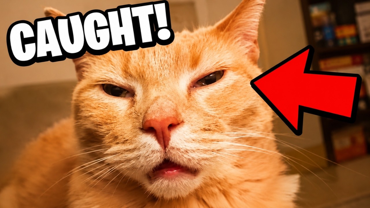 Most Ridiculous Orange Cat Moments Caught in 4K