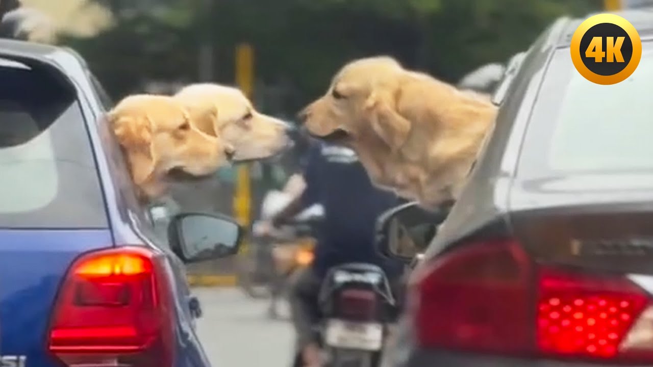 FUNNIEST Pets of the Year 😂 | BEST Animal Videos backdrop