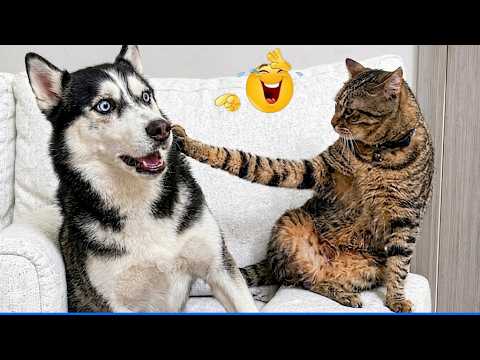 Funniest Confused Pets Compilation ๐น๐ถ Cat and Dog Compilation That Will Make You Laugh Until You !