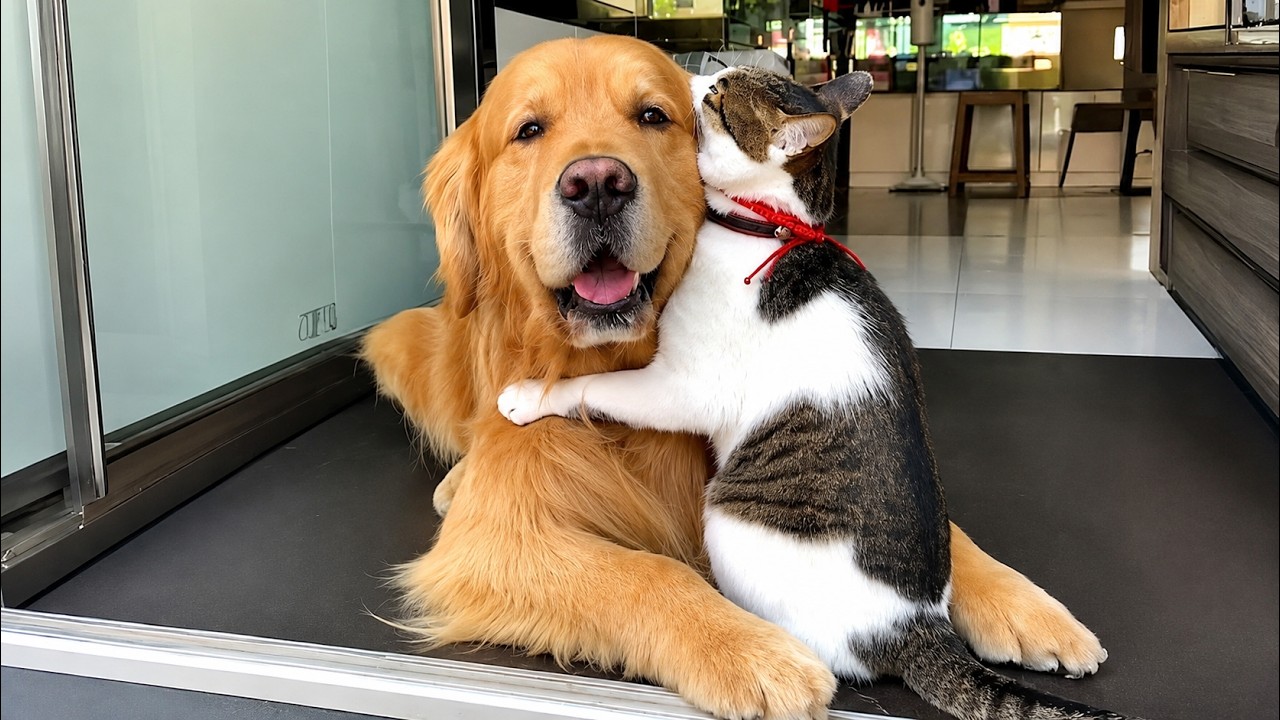 When Dogs and Cats Become the Perfect Odd Couple! π