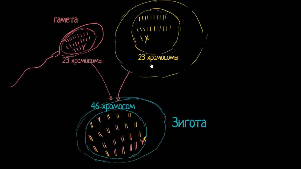 Деление Клетки | Биология