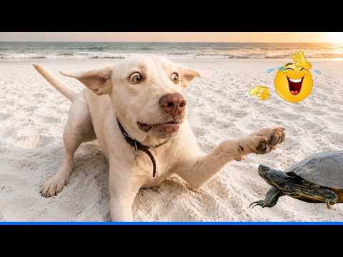 FUNNIEST Animal, Dog and Cat Videos That’ll Instantly Make Your Day Better! 😹🐶