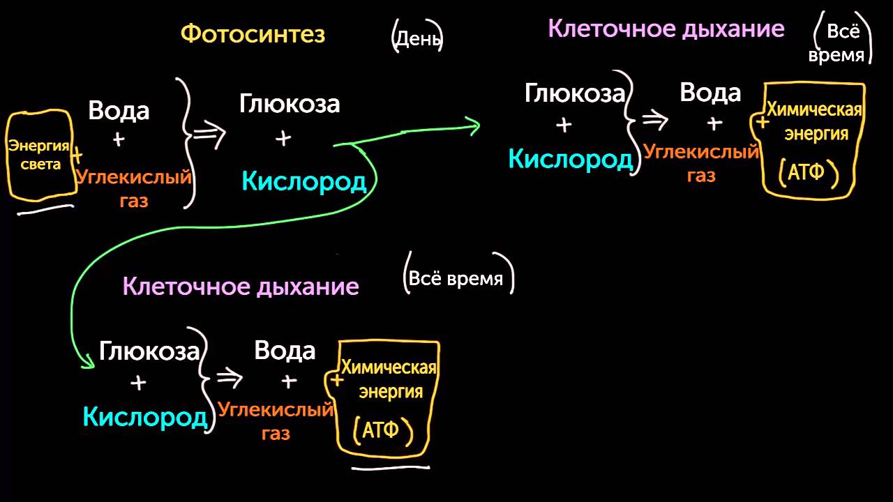 Легкие