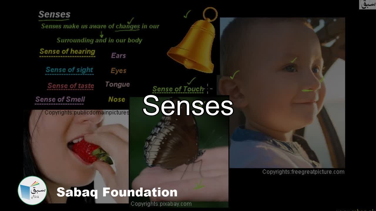 Class 6 Chapter: Sense organs