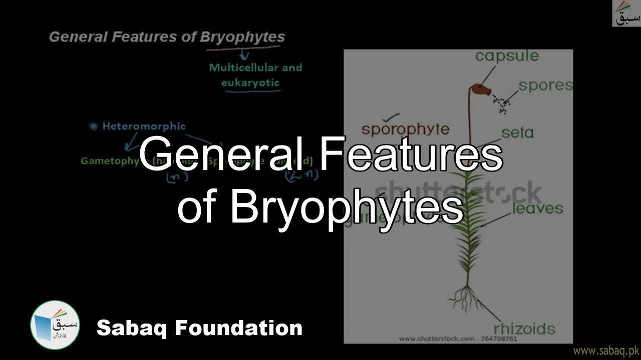 Class 9 Chapter: Bryophytes and Tracheophytes