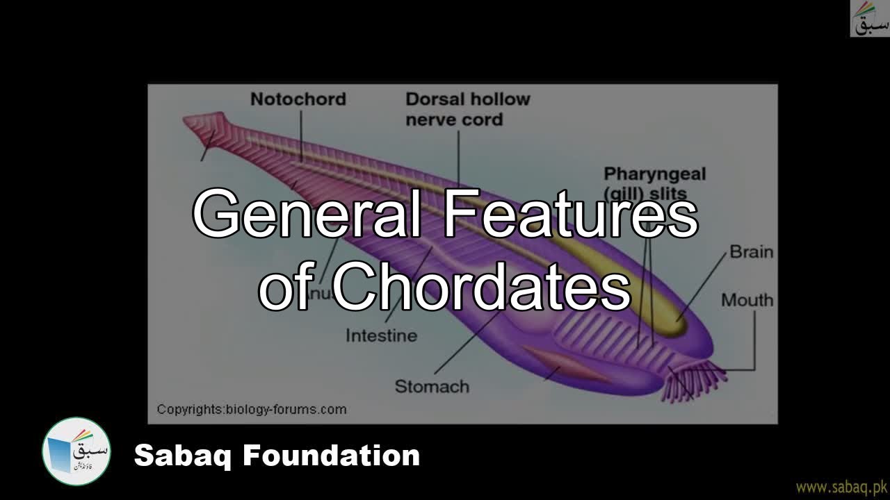 Class 9 Chapter: Chaordata/ Vertebrata