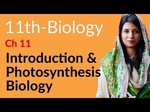 11th Class Biology Chapter 11 - 1st Year Biology Chapter 11 Bioenergetics - FSc Part 1 Biology Chapter 11