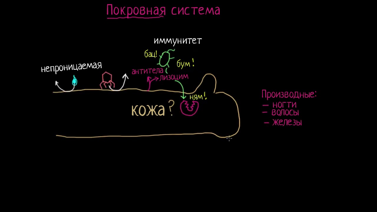 Анатомия человека | Биология