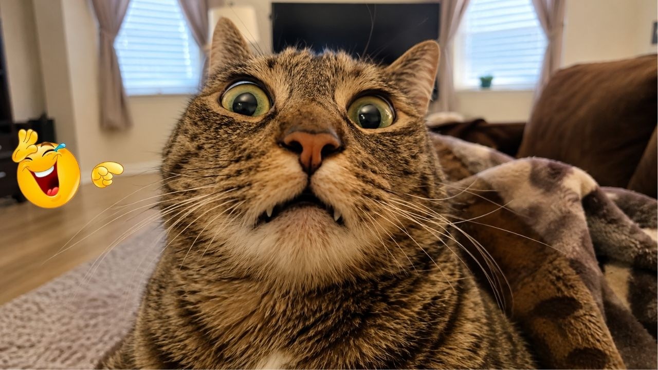 TRY NOT TO LAUGH 🤣🐱 | Funny Cat Moments That Are Pure Chaos | Funny Cat Videos🐈
