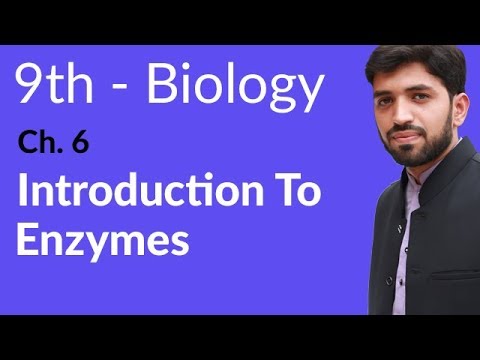 9th Class Biology Chapter 6 Enzymes