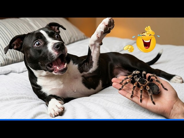 FUNNIEST Animal, Dog and Cat Videos That’ll Instantly Make Your Day Better! 😹🐶 background