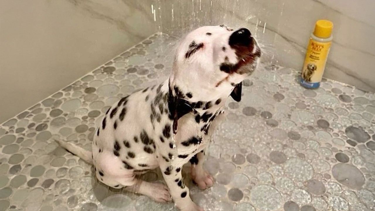 When Your Dogs Meeting Water for the First Time Be Like… background