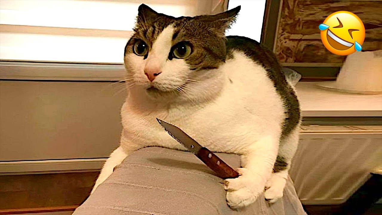 You Laugh You Lose ๐น Funniest Cats and Dogs 2025๐คฃ backdrop