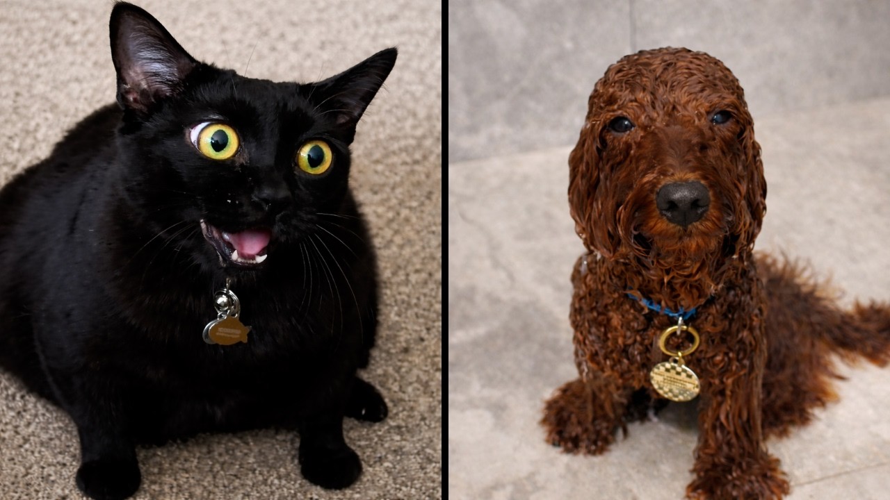 Funniest Pet Videos Of The Year (2025) background