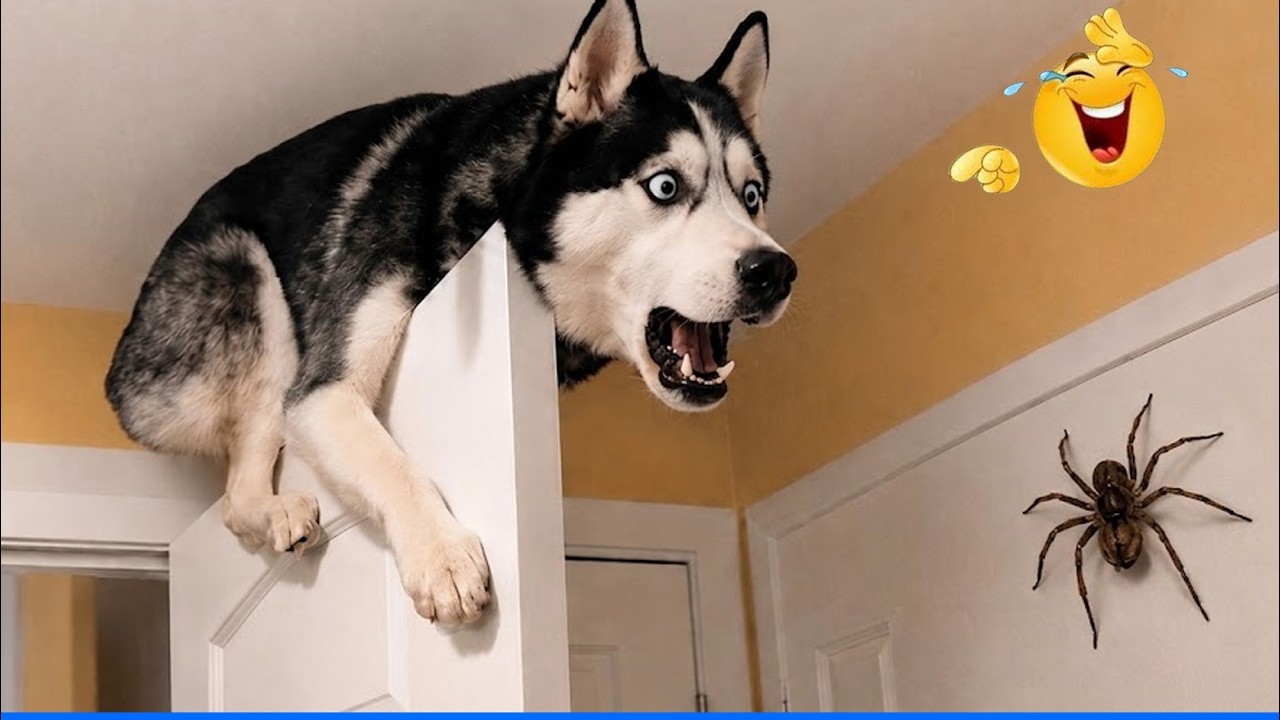 Laugh Out Loud With The Funniest Animal Videos ЁЯШ╣ЁЯР╢ Funniest Cat & Dog Moments Ever Recorded background