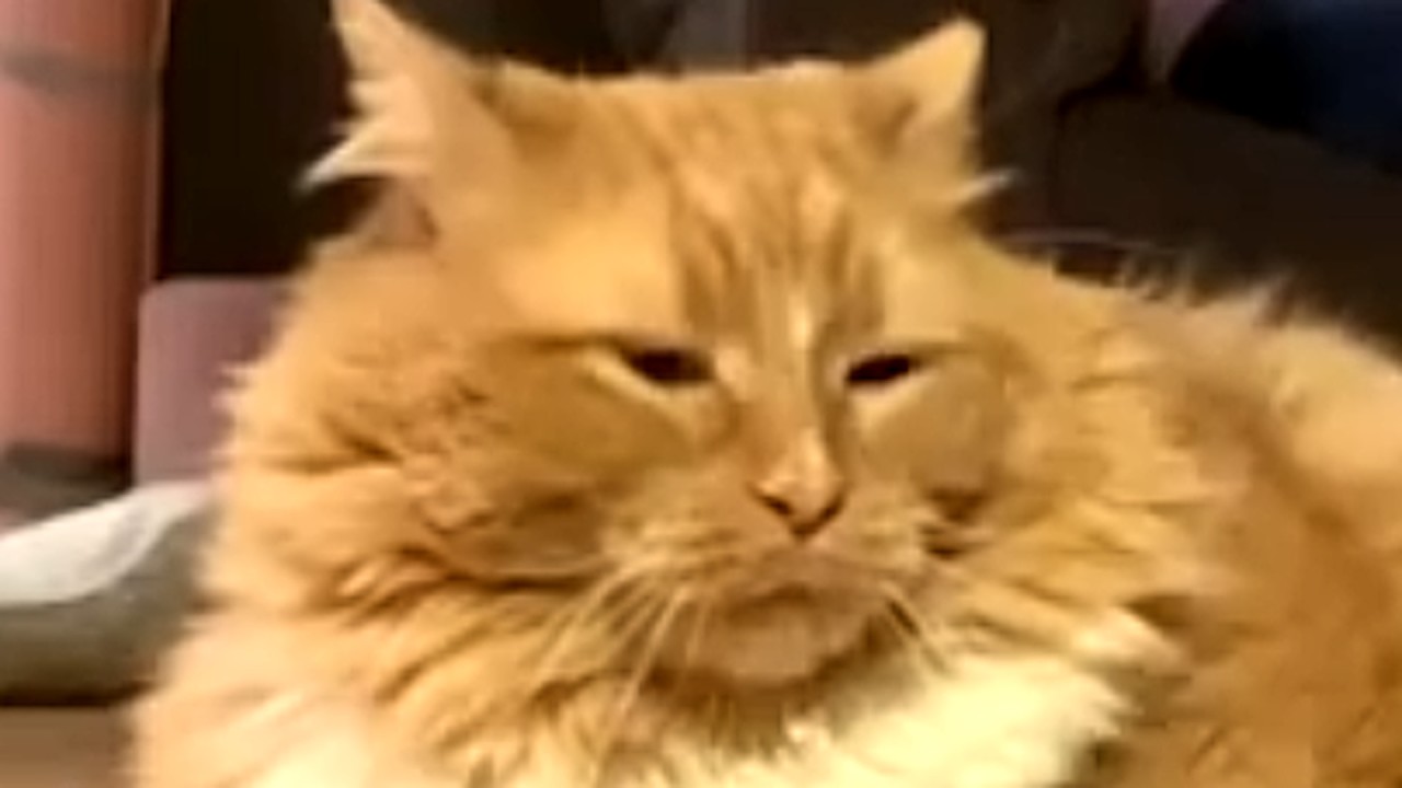 Chonky cat heartbroken over going on diet background