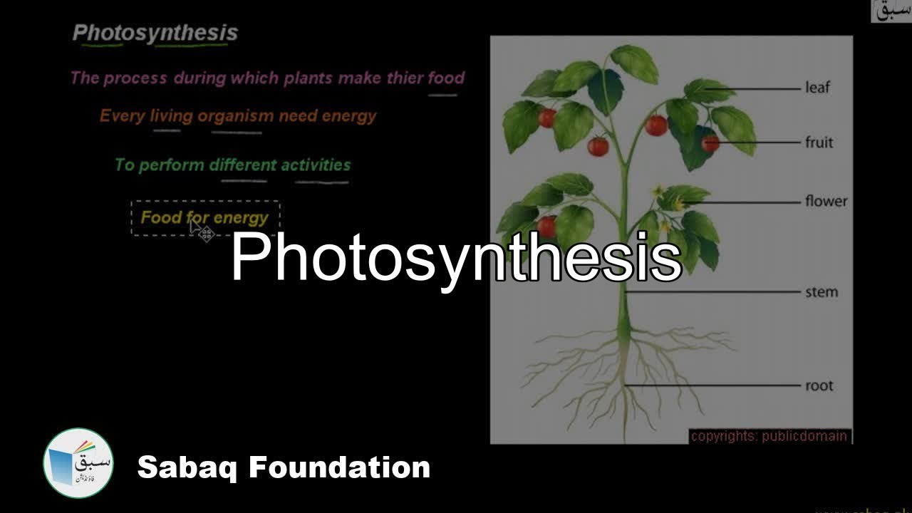Class 6 Chapter: Photosynthesis and respiration in plants background