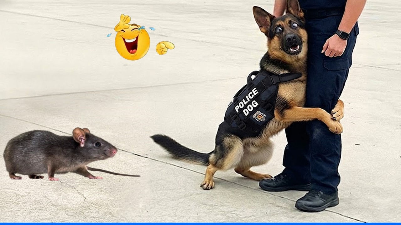 The Funniest Pet Videos Compilation 😹🐶 Cat and Dog Videos That Don't Disappoint You 🐾 background