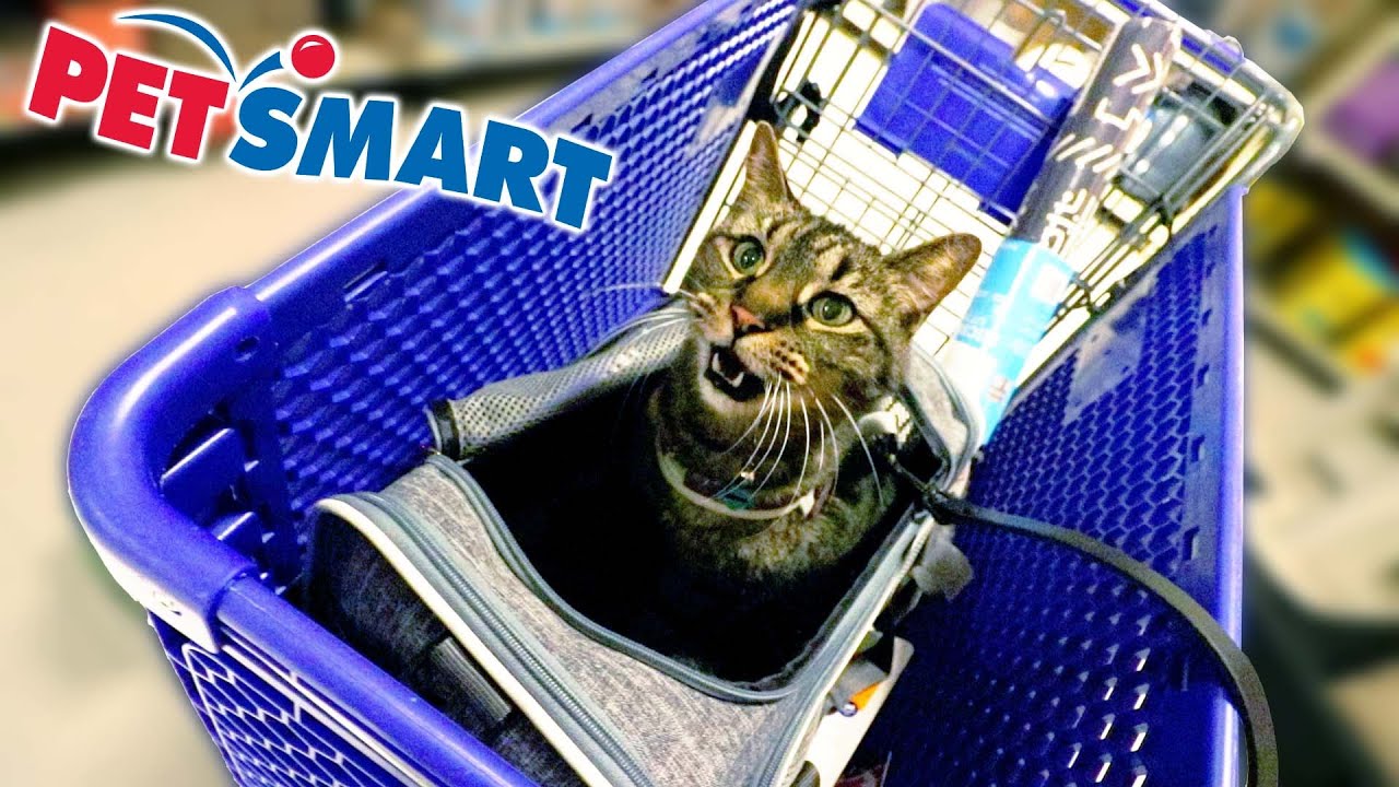 BUYING MY CAT ANYTHING HE TOUCHES! background