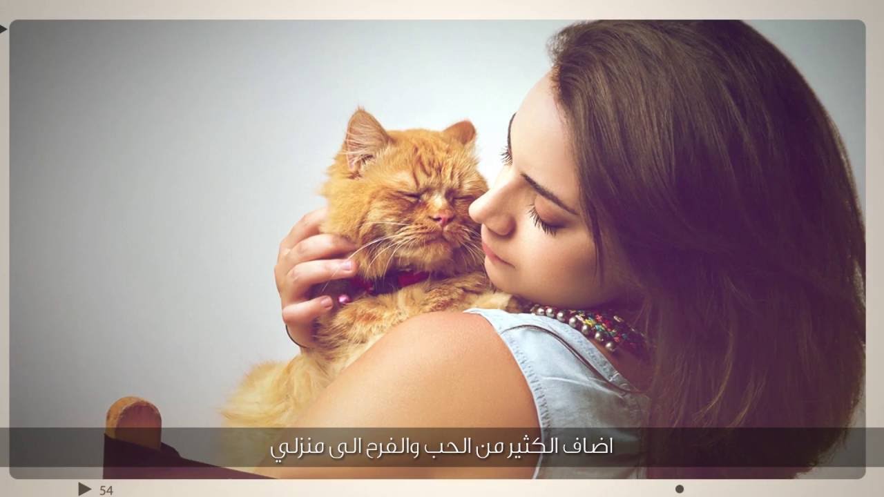 Fanciest Cat Winner - "How Nugget Changed My Life - " الفائزة بمسابقة أجمل قطة "نغت" background