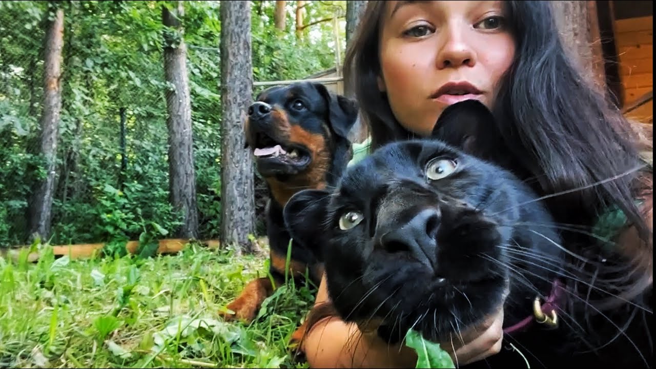 Luna the panther stalked a squirrel / Sounds of mosquitoesđ(ENG SUB) background