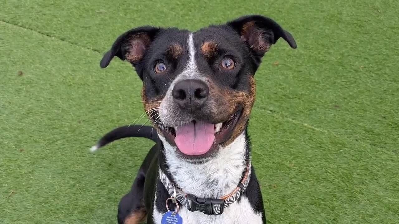 Meet Ms. Kitty from Dogs Forever background