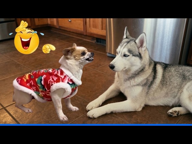 When God Sends You Funniest Animals Videos 😹🐶TRY NOT TO LAUGH background