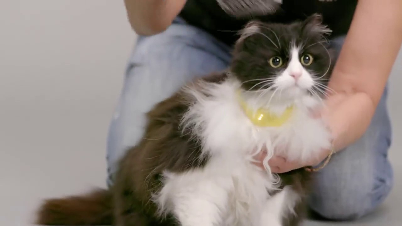 Tech News | Now, Cat can talk to you. background