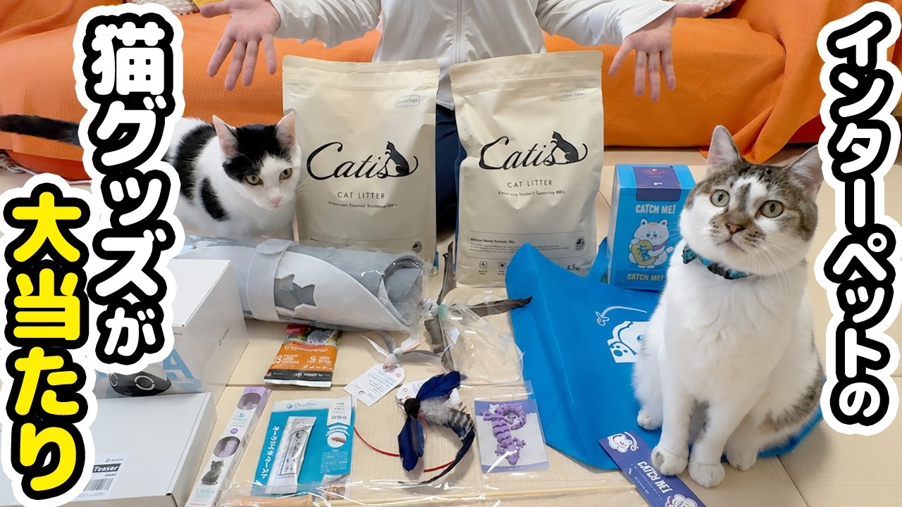 猫のイベントでGETした猫グッズを試してみたら…反応が凄すぎました background