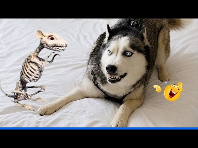 Funniest Cat video Compilation ЁЯШБЁЯР╢Best Of The Funny Animal Videos ЁЯдг background