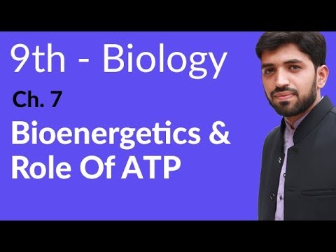 9th Class Biology Chapter 7 Bioenergetics background