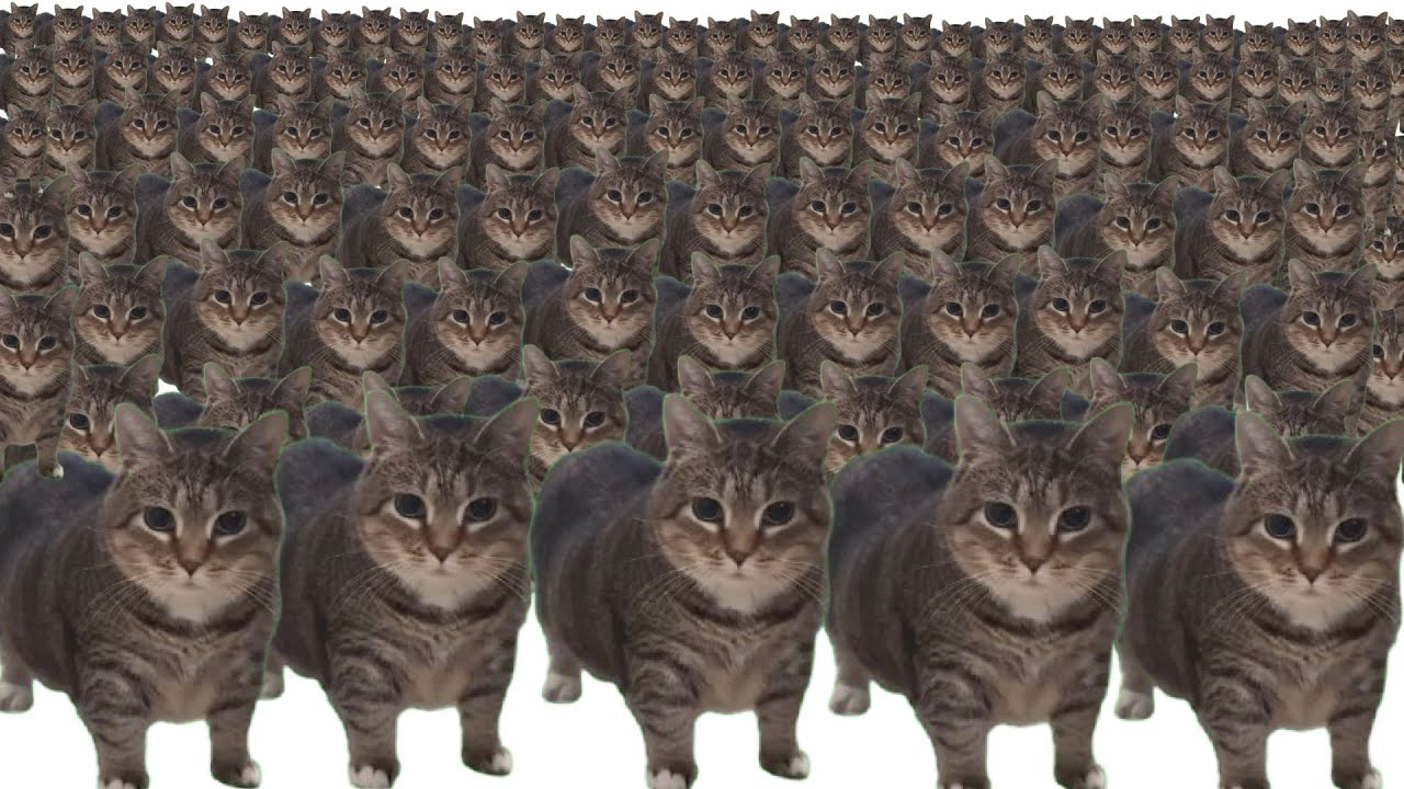 oiiaoiia cat x10000000 backdrop