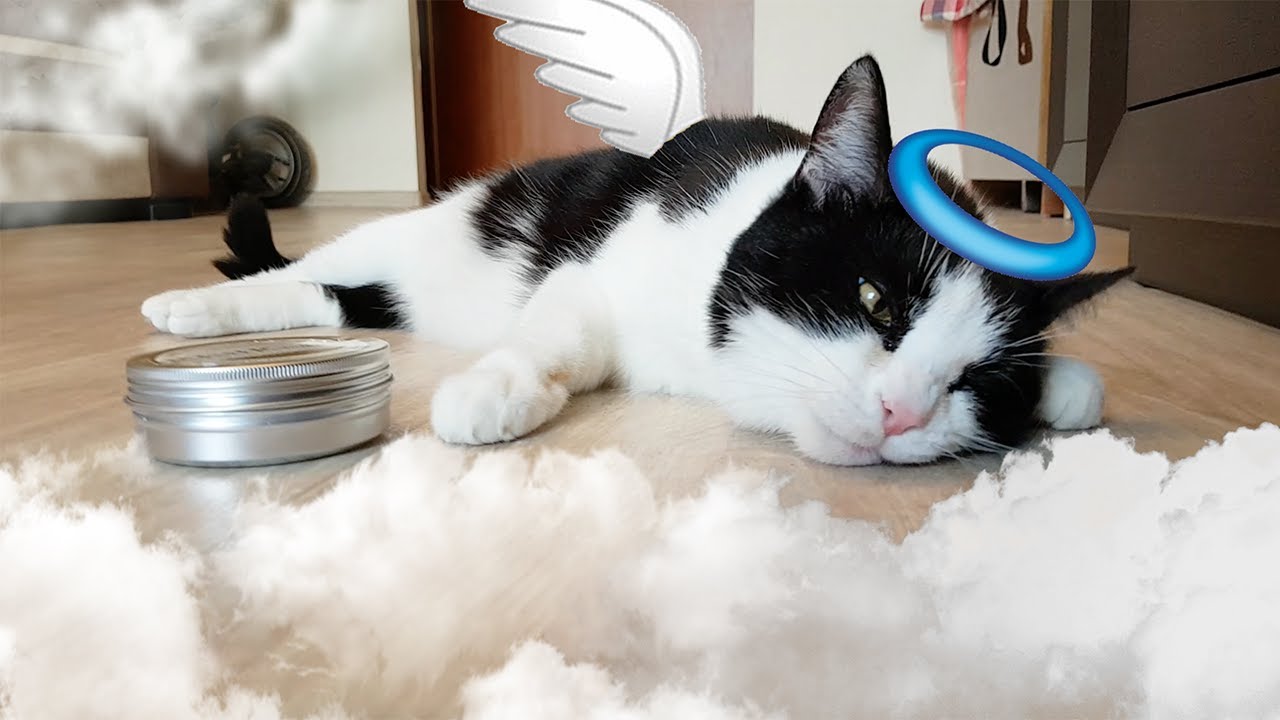 CAT'S PARADISE background