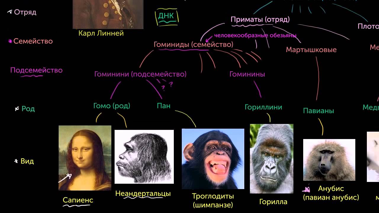 Древо жизни background