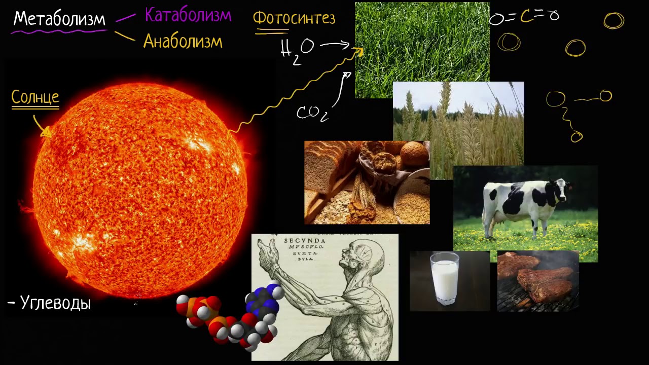 Энергия | Биология background
