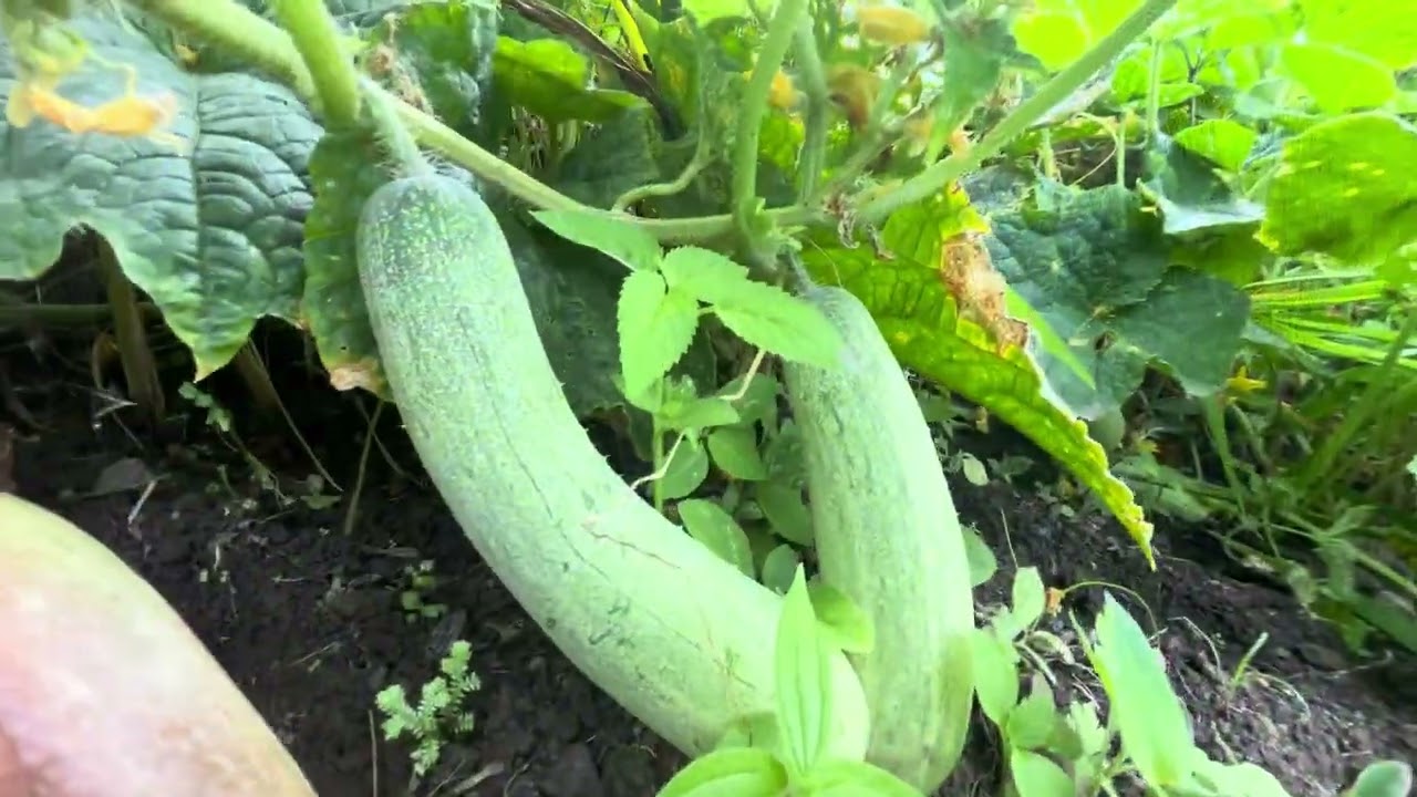 Harvesting lots of cucumbers in jhum field