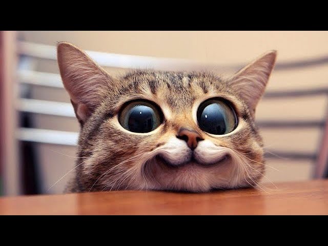FUNNIEST CAT VIDEOS 2024 COMPILATION ЁЯШВ Funny Cats 13 ЁЯШ║ #funny #pet #cat #foryou #viral #viralvideo background