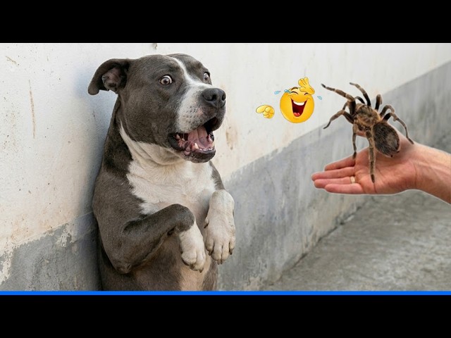Funniest Confused Pets Compilation 😹🐶 Cat and Dog Compilation That Will Make You Laugh Until You Cr! background