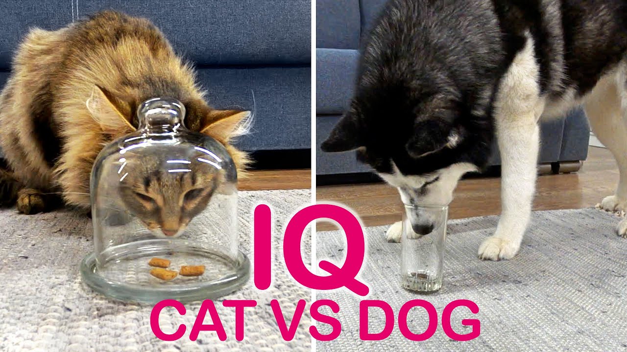 Is A Dog Really Smarter Than A Cat? I Check the IQ of My Husky And Kitty backdrop
