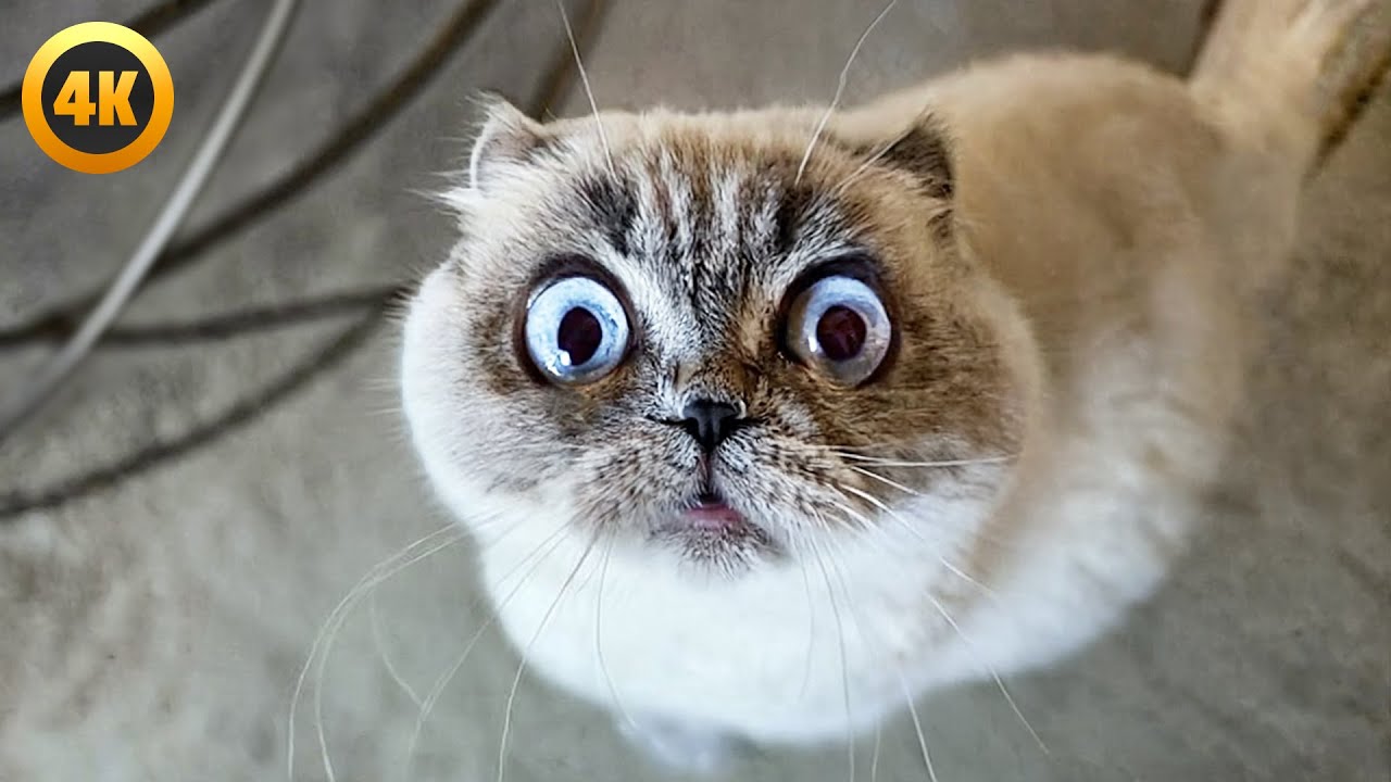 BEST Cat Videos August 2025 🤣 | 1 Hour background