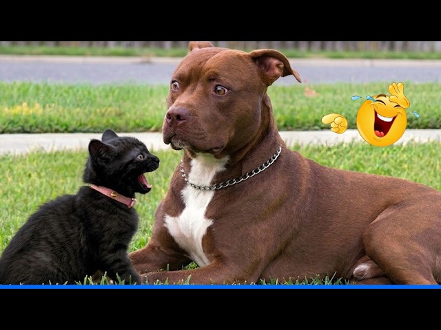 Funniest Cat & Dog Moments Ever Recorded 😹🐶 Super Funny Animal Video Clips 🐾 background