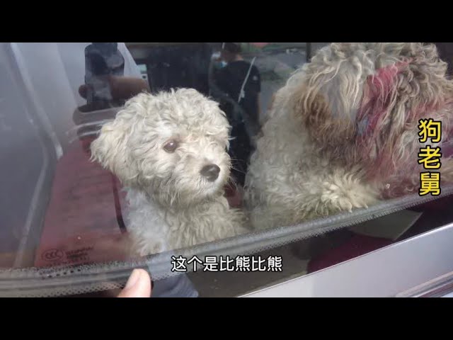 流浪狗大院收留两只特别的比熊,是一对夫妻,母的已怀孕