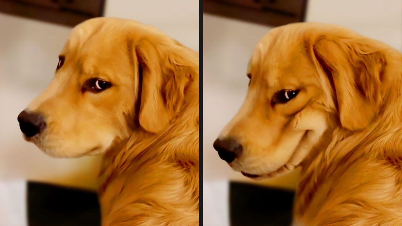 The Funniest Dog Videos Ever (Part 2) background