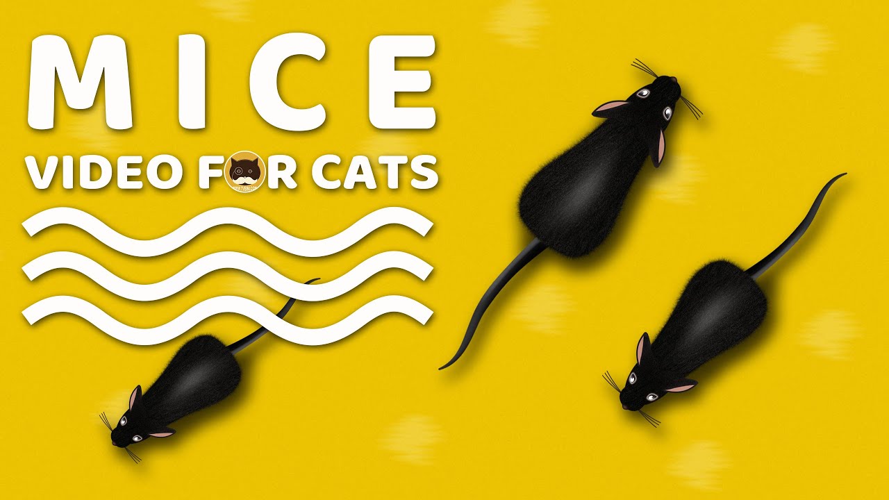 CAT GAMES - Mice. Mouse Sounds Video for Cats | CAT & DOG TV. background