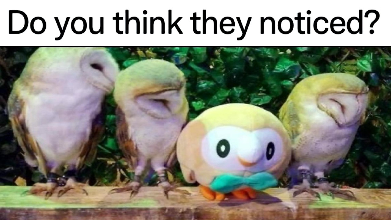 Pokemon Memes