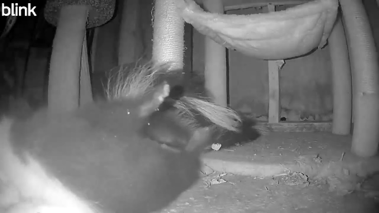 Skunk Wrestling, It's Like Mud Wrestling Except With Skunks background
