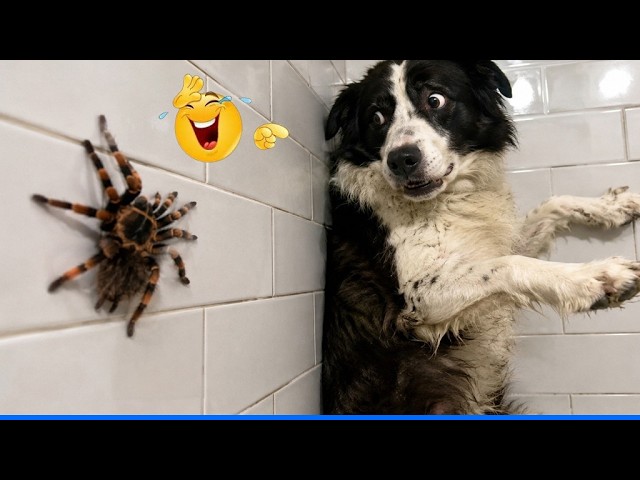 You Will Die Laughing At These Animals đčđ¶ The Funniest Animal Antics Caught On Camera! background